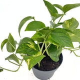 Iedera diavolului Curgatoare Epipremnum Aureum, 25-20 cm, planta de apartament curgatoare, cu frunze pestrite verzi-galbene