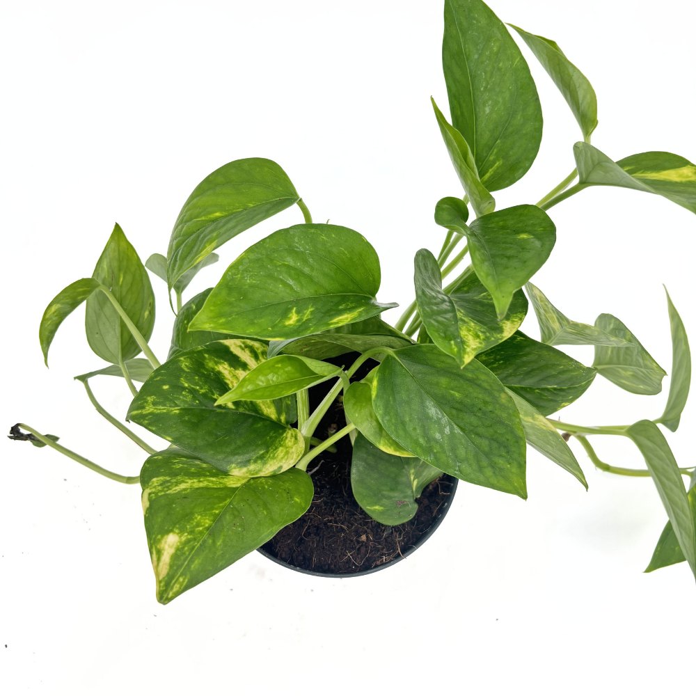Iedera diavolului Curgatoare Epipremnum Aureum, 25-20 cm, planta de apartament curgatoare, cu frunze pestrite verzi-galbene