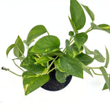 Iedera diavolului Curgatoare Epipremnum Aureum, 25-20 cm, planta de apartament curgatoare, cu frunze pestrite verzi-galbene
