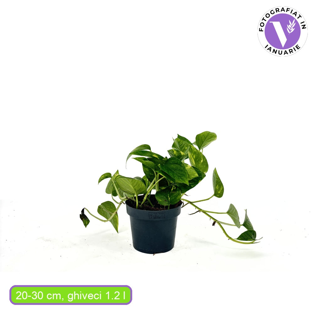 Iedera diavolului Curgatoare Epipremnum Aureum, 25-20 cm, planta de apartament curgatoare, cu frunze pestrite verzi-galbene