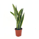 Sansevieria (Limba Soacrei) Laurentii, 70-80 cm, planta de interior purificatoare de aer, frunze verzi cu margini galbene elegante, ingrijire foatre usoara