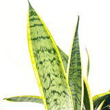 Sansevieria (Limba Soacrei) Laurentii, 70-80 cm, planta de interior purificatoare de aer, frunze verzi cu margini galbene elegante, ingrijire foatre usoara