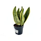 Sansevieria (Limba Soacrei) Laurentii, 40 cm, planta de interior purificatoare de aer, frunze verzi cu margini galbene elegante, ingrijire foatre usoara