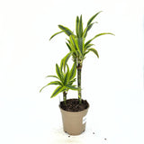 Trunchiul Fericirii (Dracena) Marginata, 75 cm, 2 Tulpini (30-15 cm)
