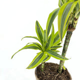 Trunchiul Fericirii (Dracena) Marginata, 75 cm, 2 Tulpini (30-15 cm)