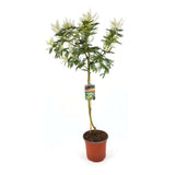 Salcam argintiu, Mimosa pudica (Acacia Dealbata), arbore decorativ cu flori parfumate galbene, trebuie protejat in ierni aspre