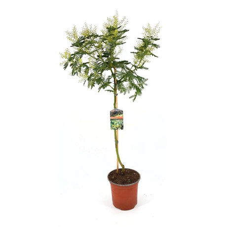 Salcam argintiu, Mimosa pudica (Acacia Dealbata), arbore decorativ cu flori parfumate galbene, trebuie protejat in ierni aspre