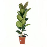 Arbore de Cauciuc (Ficus Robusta), 110-120 cm, planta de interior cu frunze mari ovale, lucioase, usor de intretinut, purificatoare de aer