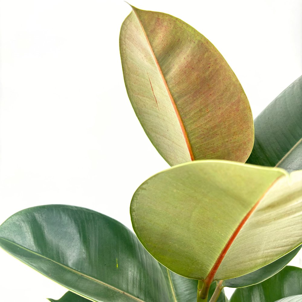 Arbore de Cauciuc (Ficus Robusta), 110-120 cm, planta de interior cu frunze mari ovale, lucioase, usor de intretinut, purificatoare de aer