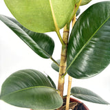 Arbore de Cauciuc (Ficus Robusta), 110-120 cm, planta de interior cu frunze mari ovale, lucioase, usor de intretinut, purificatoare de aer
