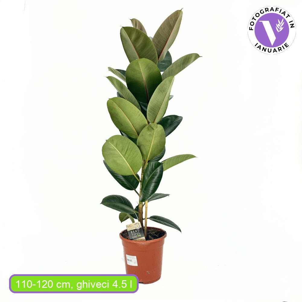 Arbore de Cauciuc (Ficus Robusta), 110-120 cm, planta de interior cu frunze mari ovale, lucioase, usor de intretinut, purificatoare de aer