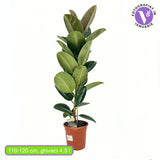 Arbore de Cauciuc (Ficus Robusta), 110-120 cm, planta de interior cu frunze mari ovale, lucioase, usor de intretinut, purificatoare de aer