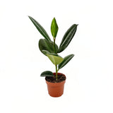 Arbore de Cauciuc (Ficus Robusta), 40 cm, planta de interior cu frunze mari ovale, lucioase, usor de intretinut, purificatoare de aer