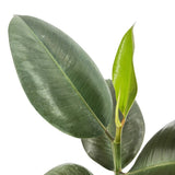 Arbore de Cauciuc (Ficus Robusta), 40 cm, planta de interior cu frunze mari ovale, lucioase, usor de intretinut, purificatoare de aer