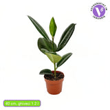 Arbore de Cauciuc (Ficus Robusta), 40 cm, planta de interior cu frunze mari ovale, lucioase, usor de intretinut, purificatoare de aer