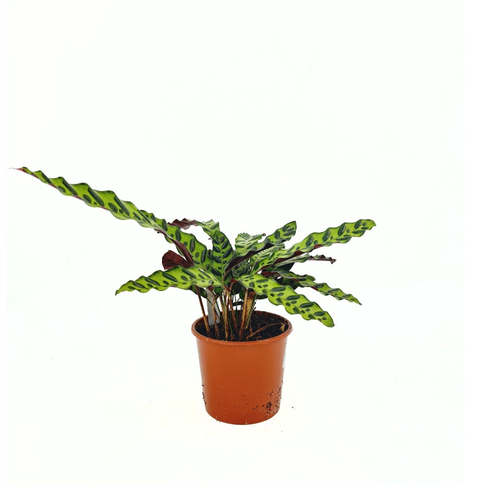 Planta Care Se Roaga, Calathea Insignis (Lancifolia), 50 cm, frunze ondulate cu model exotic, dos mov, un accent tropical perfect