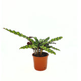 Planta Care Se Roaga, Calathea Insignis (Lancifolia), 50 cm, frunze ondulate cu model exotic, dos mov, un accent tropical perfect