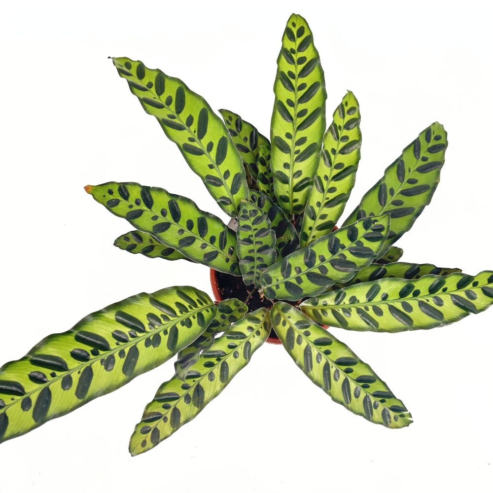 Planta Care Se Roaga, Calathea Insignis (Lancifolia), 50 cm, frunze ondulate cu model exotic, dos mov, un accent tropical perfect