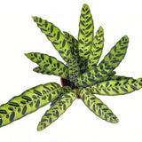 Planta Care Se Roaga, Calathea Insignis (Lancifolia), 50 cm, frunze ondulate cu model exotic, dos mov, un accent tropical perfect