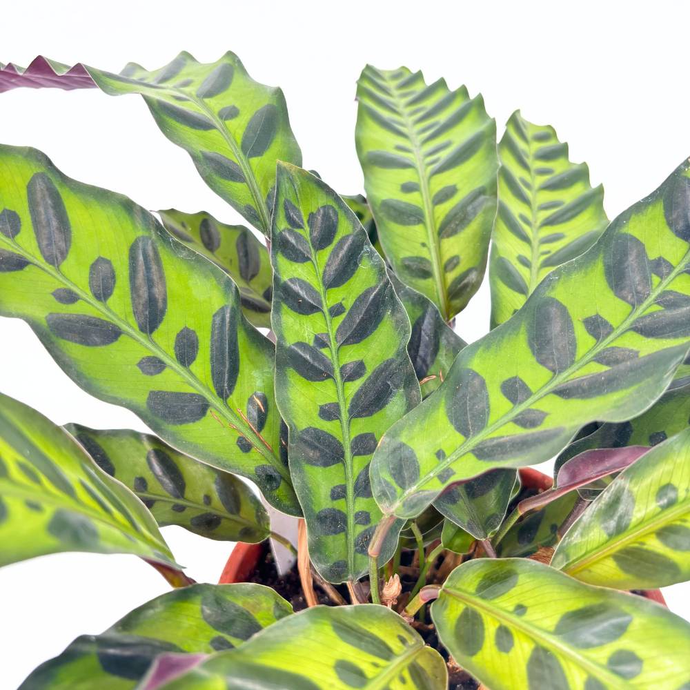 Planta Care Se Roaga, Calathea Insignis (Lancifolia), 50 cm, frunze ondulate cu model exotic, dos mov, un accent tropical perfect