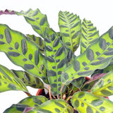 Planta Care Se Roaga, Calathea Insignis (Lancifolia), 50 cm, frunze ondulate cu model exotic, dos mov, un accent tropical perfect