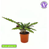 Planta Care Se Roaga, Calathea Insignis (Lancifolia), 50 cm, frunze ondulate cu model exotic, dos mov, un accent tropical perfect