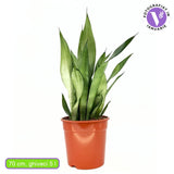 Sansevieria (Limba Soacrei) Moonshine, 70 cm, frunze argintii verzi deschise, planta de interior eleganta si purificatoare de aer