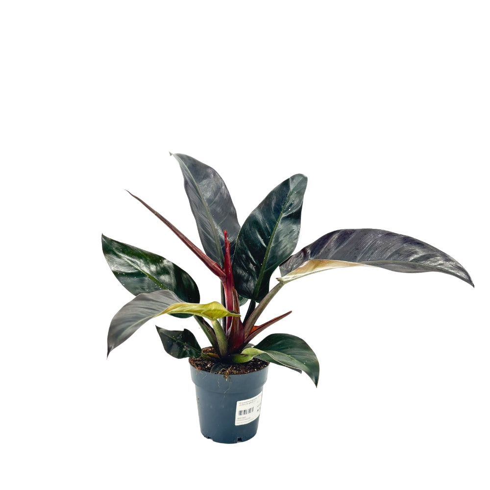 Philodendron Imperial Red, planta de interior cu frunze mari rosu-bordo lucioase, tropicala decorativa usor de intretinut pentru casa si birou - 50 cm