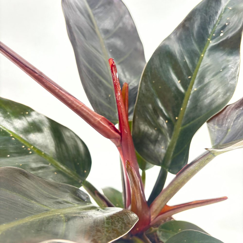 Philodendron Imperial Red, planta de interior cu frunze mari rosu-bordo lucioase, tropicala decorativa usor de intretinut pentru casa si birou - 50 cm