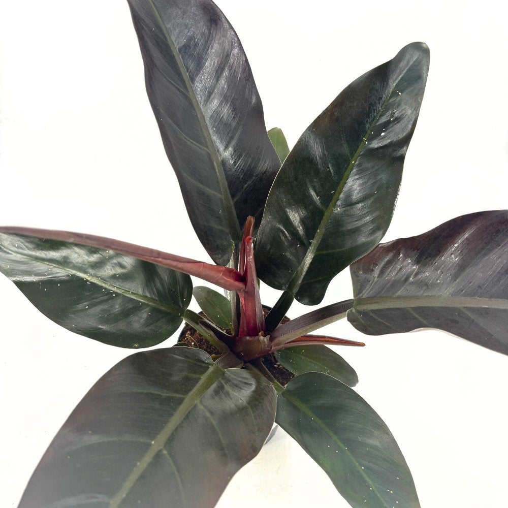 Philodendron Imperial Red, planta de interior cu frunze mari rosu-bordo lucioase, tropicala decorativa usor de intretinut pentru casa si birou - 50 cm