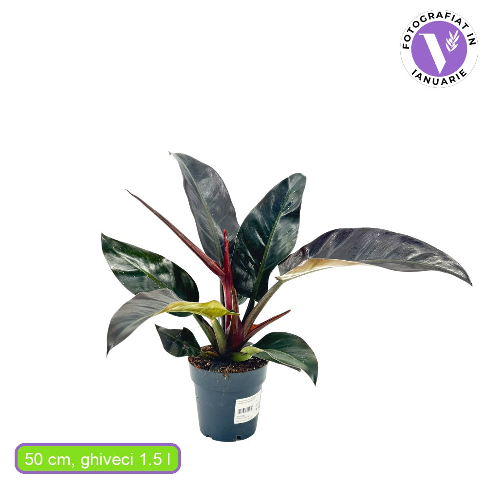 Philodendron Imperial Red, planta de interior cu frunze mari rosu-bordo lucioase, tropicala decorativa usor de intretinut pentru casa si birou - 50 cm