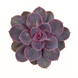 Suculenta Purple Pearl, 10-15 cm, suculenta roz-mov perlat decor interior