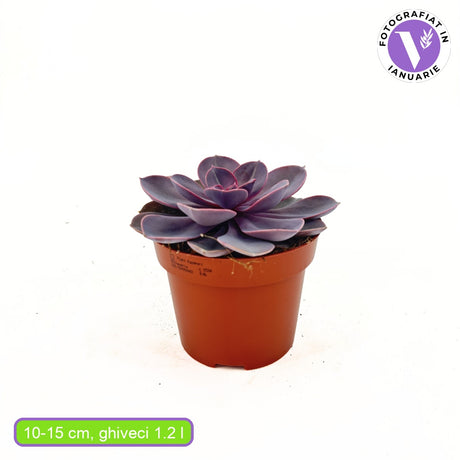 Suculenta Purple Pearl, 10-15 cm, suculenta roz-mov perlat decor interior