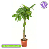 Arborele Banilor (Pachira Aquatica), cu tulpina Impletita, planta de interior norocoasa, purificatoare de aer - 150-160 cm