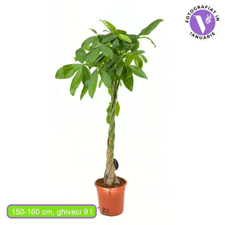 Arborele Banilor (Pachira Aquatica), cu tulpina Impletita, planta de interior norocoasa, purificatoare de aer - 150-160 cm