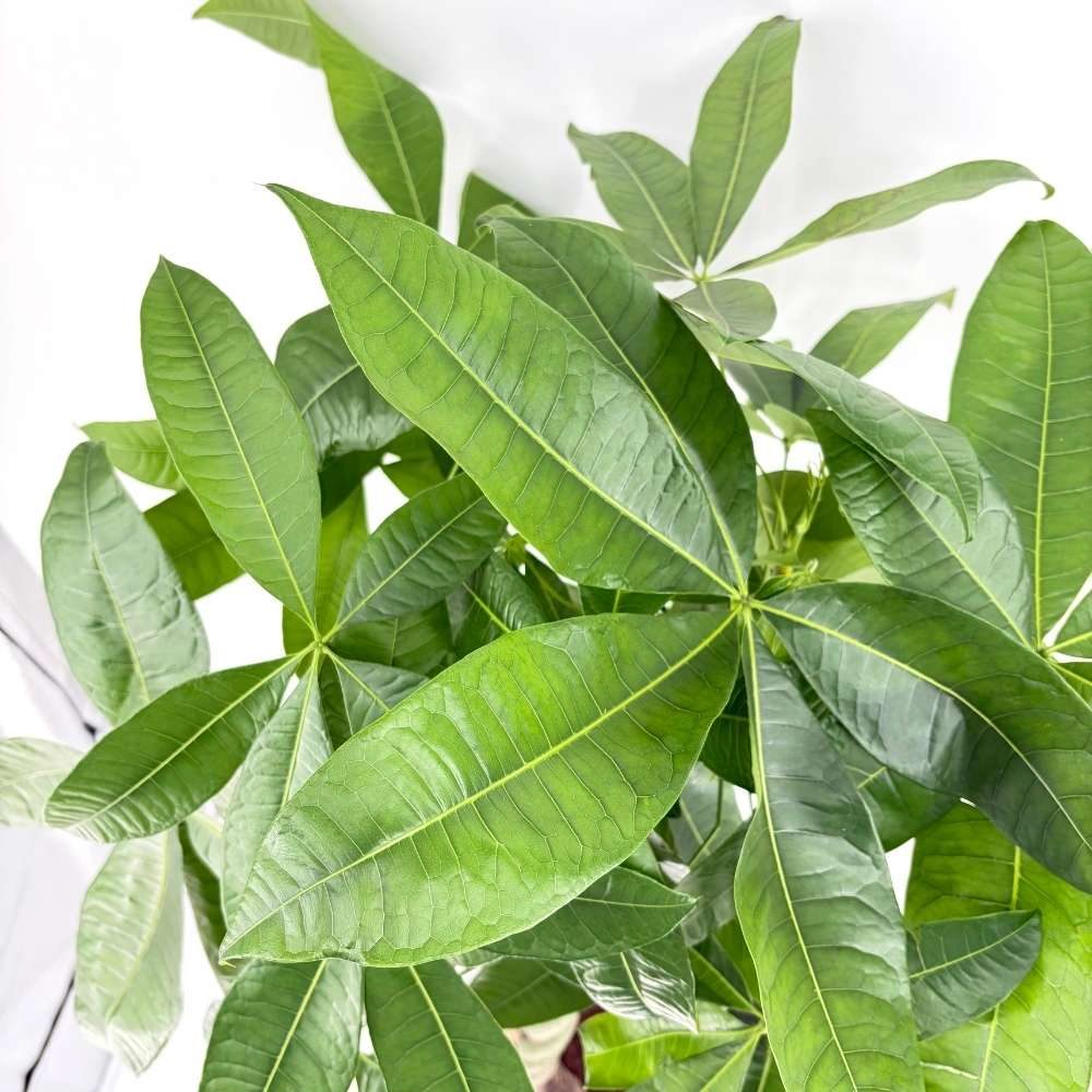 Arborele Banilor (Pachira Aquatica), cu tulpina Impletita, planta de interior norocoasa, purificatoare de aer - 150-160 cm