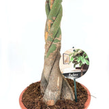 Arborele Banilor (Pachira Aquatica), cu tulpina Impletita, planta de interior norocoasa, purificatoare de aer - 150-160 cm