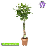 Arborele Banilor (Pachira Aquatica), cu tulpina Impletita, planta de interior norocoasa, purificatoare de aer - 180 cm