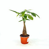 Arborele Banilor (Pachira Aquatica), 40 cm, cu tulpina Impletita, planta de interior norocoasa, purificatoare de aer