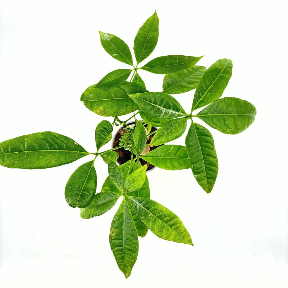 Arborele Banilor (Pachira Aquatica), 40 cm, cu tulpina Impletita, planta de interior norocoasa, purificatoare de aer