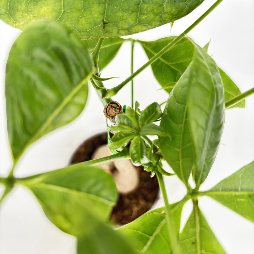 Arborele Banilor (Pachira Aquatica), 40 cm, cu tulpina Impletita, planta de interior norocoasa, purificatoare de aer