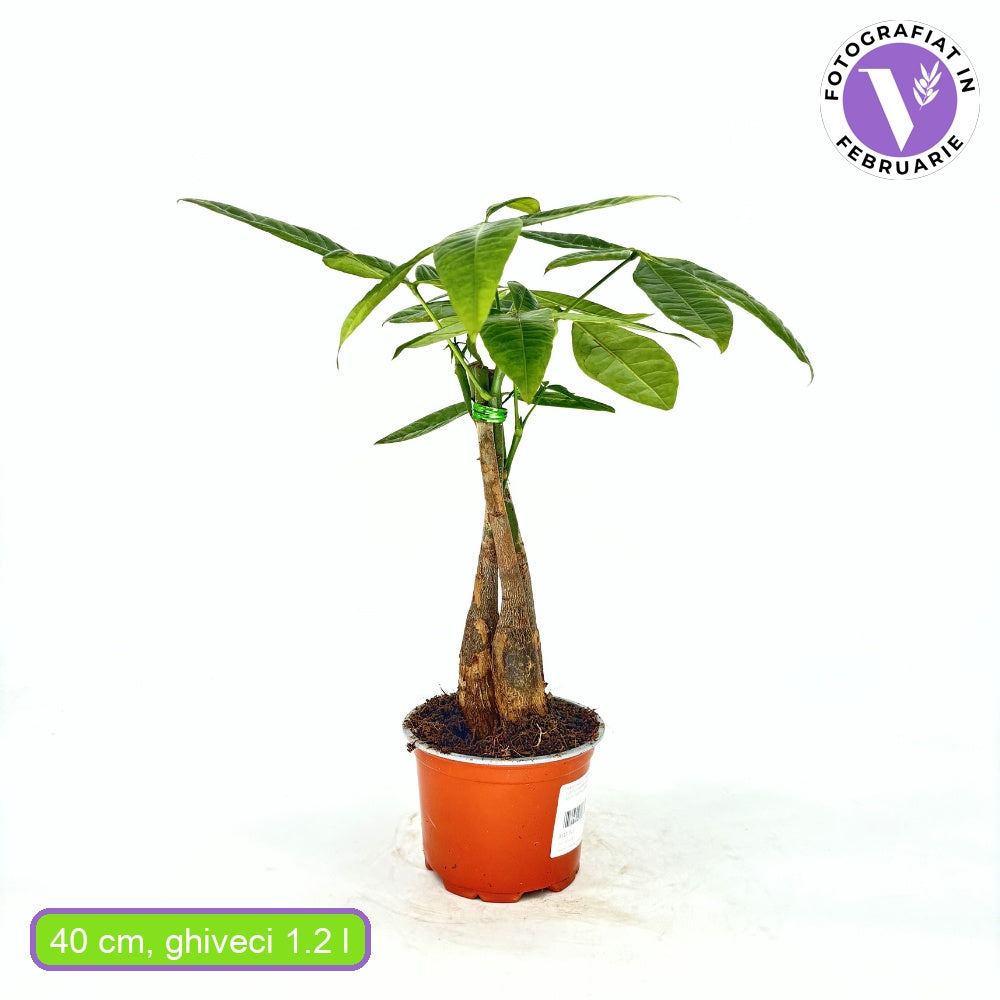 Arborele Banilor (Pachira Aquatica), 40 cm, cu tulpina Impletita, planta de interior norocoasa, purificatoare de aer