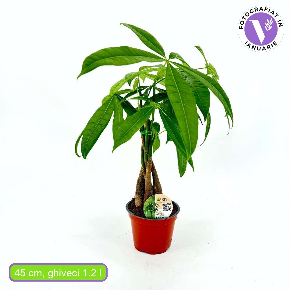 Arborele Banilor (Pachira Aquatica), cu tulpina Impletita, planta de interior norocoasa, purificatoare de aer - 45 cm