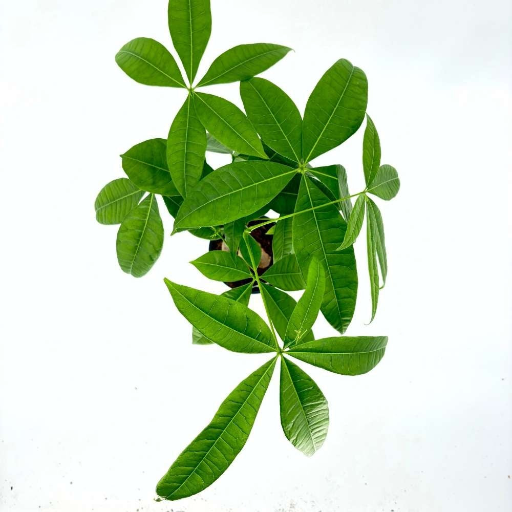 Arborele Banilor (Pachira Aquatica), cu tulpina Impletita, planta de interior norocoasa, purificatoare de aer - 45 cm