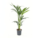 Palmier Kentia (Howea Forsteriana), 100 cm, planta de interior eleganta, purificatoare de aer, usor de intretinut