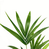 Palmier Kentia (Howea Forsteriana), 100 cm, planta de interior eleganta, purificatoare de aer, usor de intretinut