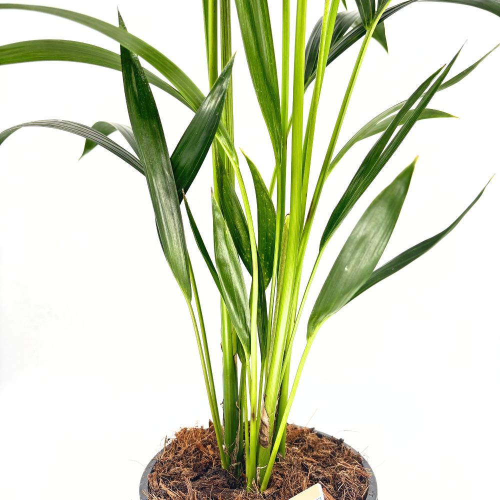 Palmier Kentia (Howea Forsteriana), 100 cm, planta de interior eleganta, purificatoare de aer, usor de intretinut