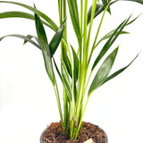 Palmier Kentia (Howea Forsteriana), 100 cm, planta de interior eleganta, purificatoare de aer, usor de intretinut