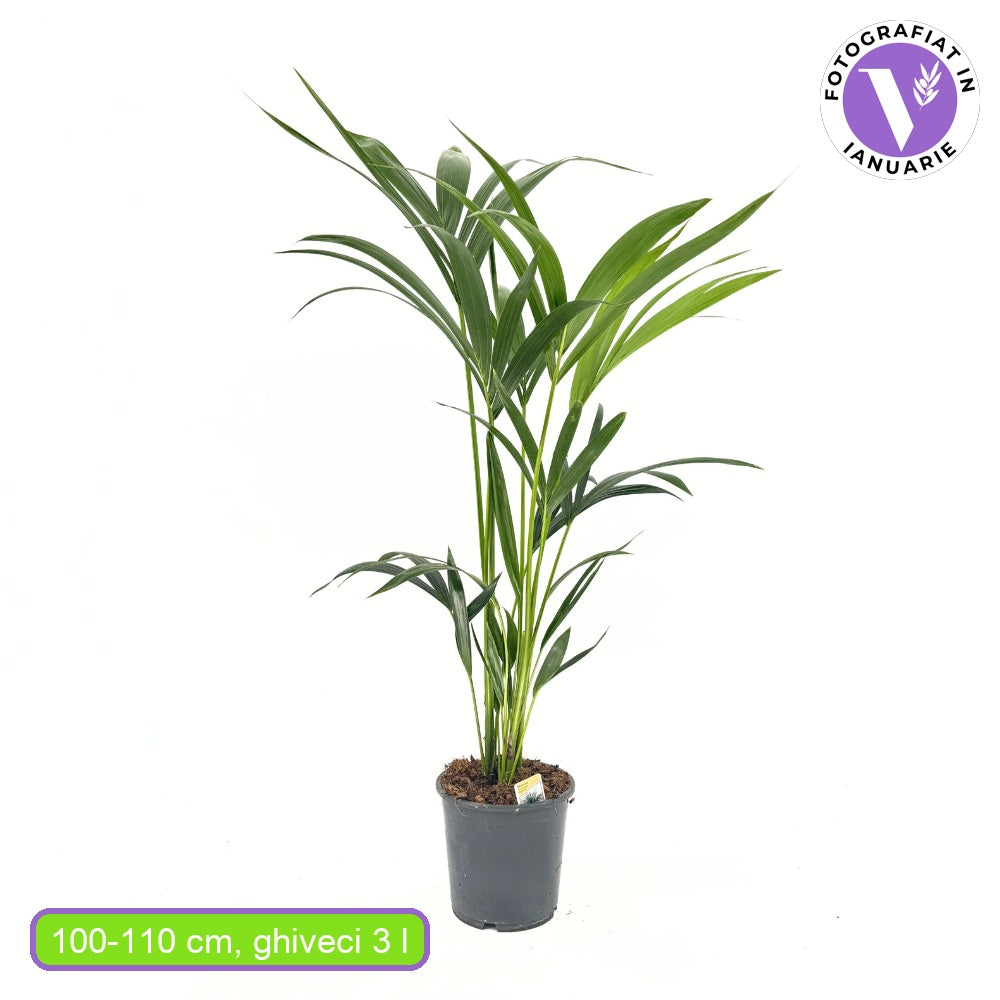 Palmier Kentia (Howea Forsteriana), 100 cm, planta de interior eleganta, purificatoare de aer, usor de intretinut