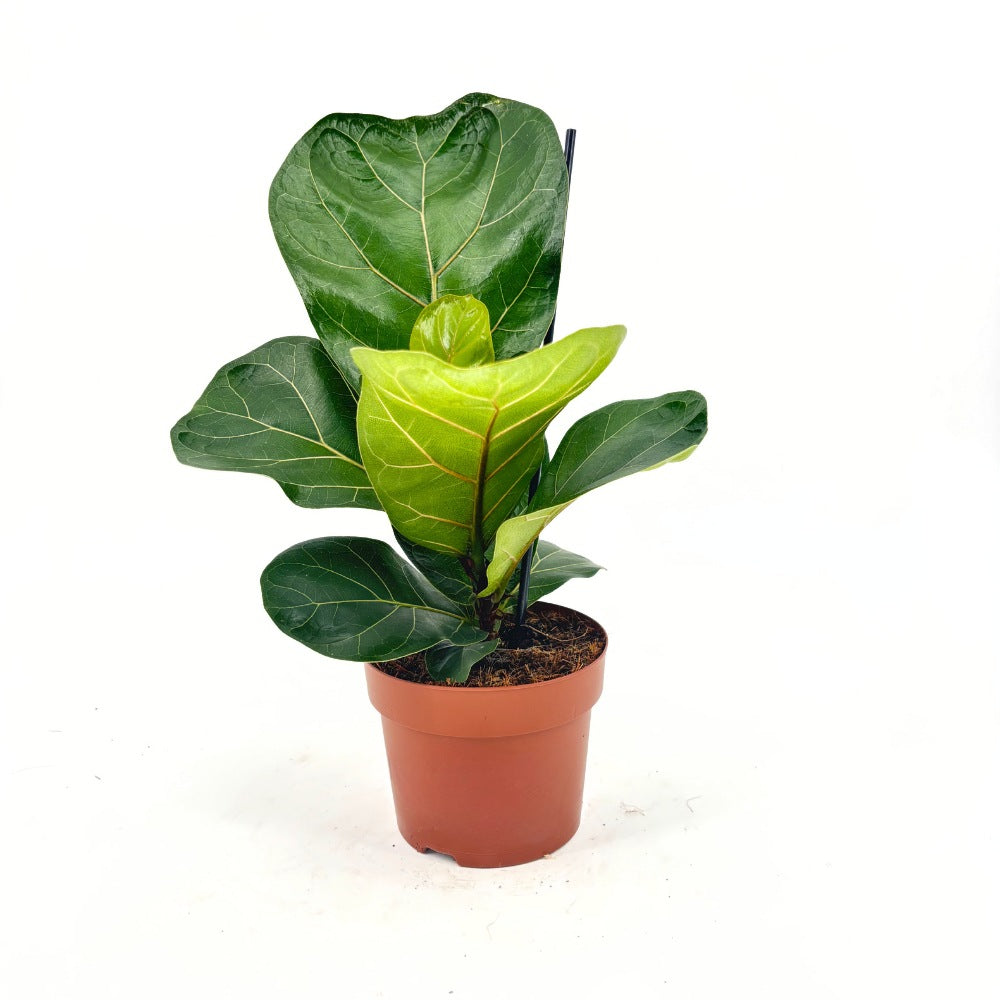 Ficus Lyrata Bambino, 35 cm, planta de apartament decorativa cu frunze de Vioara